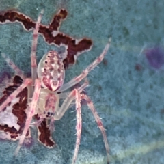 Araneus talipedatus at Casey, ACT - 13 Apr 2024 02:58 PM