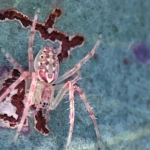 Araneus talipedatus at Casey, ACT - 13 Apr 2024