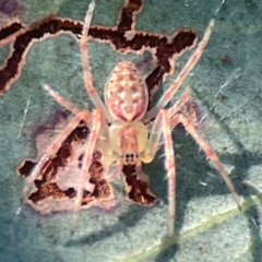 Araneus talipedatus at Casey, ACT - 13 Apr 2024