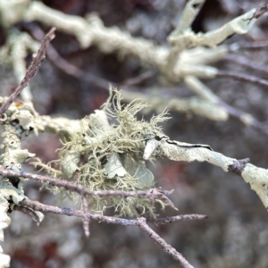 Usnea sp. (genus) at Casey, ACT - 13 Apr 2024 02:44 PM