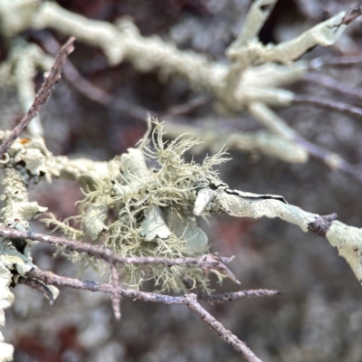 Usnea sp. (genus) (Bearded lichen) at Casey, ACT - 13 Apr 2024 by Hejor1