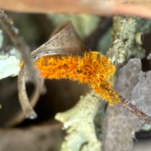 Teloschistes sp. (genus) at Casey, ACT - 13 Apr 2024