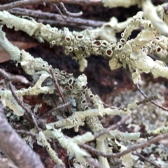 Unidentified Lichen at Casey, ACT - 13 Apr 2024 by Hejor1