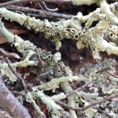 Unidentified Lichen at Casey, ACT - 13 Apr 2024 by Hejor1