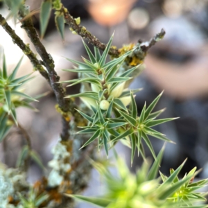 Melichrus urceolatus at Casey, ACT - 13 Apr 2024