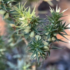 Melichrus urceolatus at Casey, ACT - 13 Apr 2024