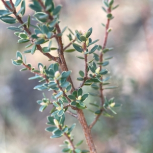 Brachyloma daphnoides at Casey, ACT - 13 Apr 2024