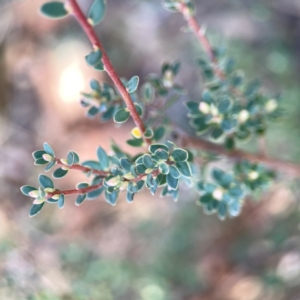 Brachyloma daphnoides at Casey, ACT - 13 Apr 2024