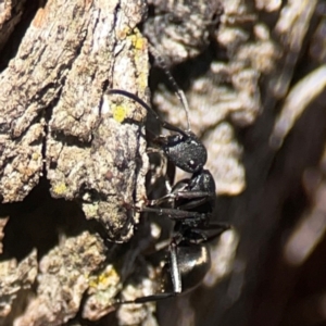 Polyrhachis phryne at Casey, ACT - 13 Apr 2024