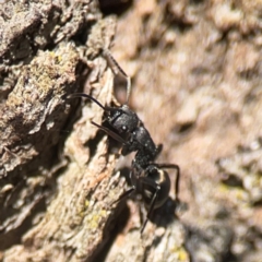 Polyrhachis phryne at Casey, ACT - 13 Apr 2024