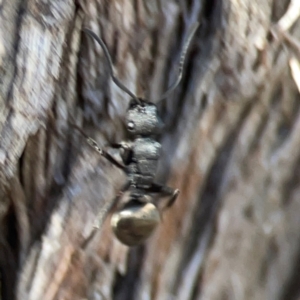 Polyrhachis phryne at Casey, ACT - 13 Apr 2024