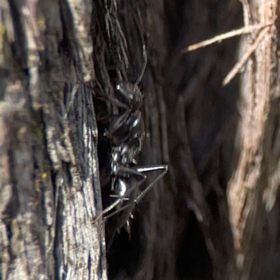 Camponotus sp. (genus) (A sugar ant) at Casey, ACT - 13 Apr 2024 by Hejor1