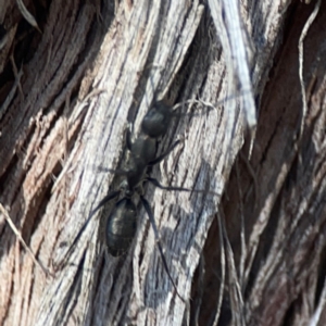 Camponotus sp. (genus) at Casey, ACT - 13 Apr 2024