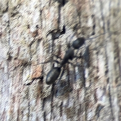 Camponotus sp. (genus) at Casey, ACT - 13 Apr 2024