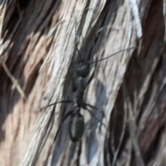 Camponotus sp. (genus) at Casey, ACT - 13 Apr 2024