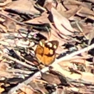 Heteronympha merope at Casey, ACT - 13 Apr 2024