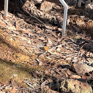 Heteronympha merope at Casey, ACT - 13 Apr 2024