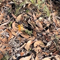 Heteronympha merope at Casey, ACT - 13 Apr 2024