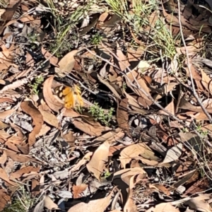 Heteronympha merope at Casey, ACT - 13 Apr 2024