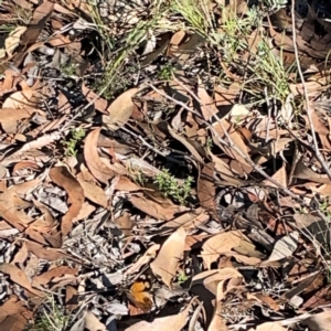 Heteronympha merope at Casey, ACT - 13 Apr 2024