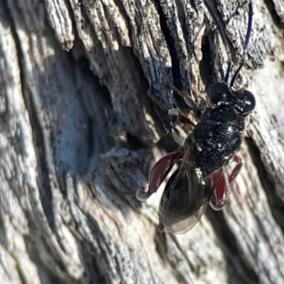 Chalcididae (family) (Unidentified chalcid wasp) at Casey, ACT - 13 Apr 2024 by Hejor1