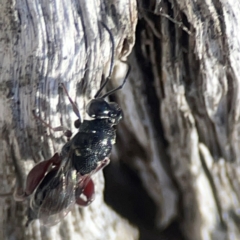 Chalcididae (family) at Casey, ACT - 13 Apr 2024 02:47 PM