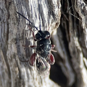 Chalcididae (family) at Casey, ACT - 13 Apr 2024 02:47 PM