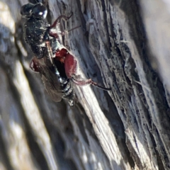 Chalcididae (family) at Casey, ACT - 13 Apr 2024 02:47 PM