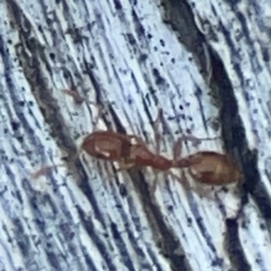 Monomorium sp. (genus) at Casey, ACT - 13 Apr 2024