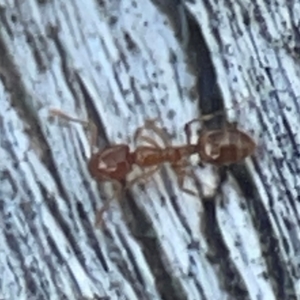 Monomorium sp. (genus) at Casey, ACT - 13 Apr 2024