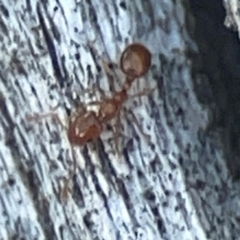 Monomorium sp. (genus) at Casey, ACT - 13 Apr 2024