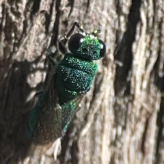 Chrysididae (family) (Cuckoo wasp or Emerald wasp) at Casey, ACT - 13 Apr 2024 by Hejor1