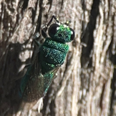 Chrysididae (family) (Cuckoo wasp or Emerald wasp) at Casey, ACT - 13 Apr 2024 by Hejor1