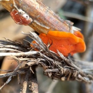 Trametes coccinea at Casey, ACT - 13 Apr 2024