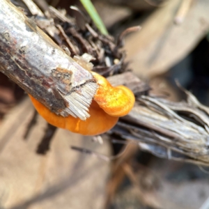 Trametes coccinea at Casey, ACT - 13 Apr 2024