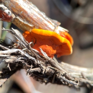 Trametes coccinea at Casey, ACT - 13 Apr 2024