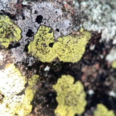 Lichen - crustose at Casey, ACT - 13 Apr 2024 by Hejor1