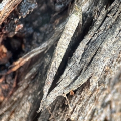 Psychidae (family) IMMATURE (Unidentified case moth or bagworm) at Casey, ACT - 13 Apr 2024 by Hejor1