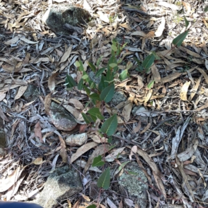 Hardenbergia violacea at Casey, ACT - 13 Apr 2024 03:00 PM