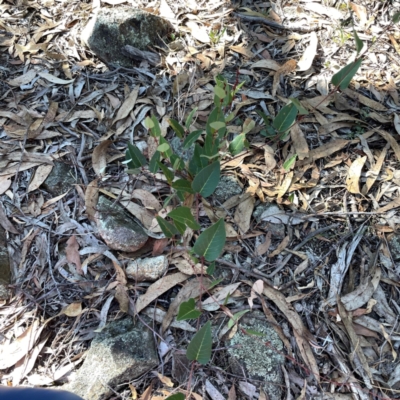 Hardenbergia violacea (False Sarsaparilla) at Casey, ACT - 13 Apr 2024 by Hejor1