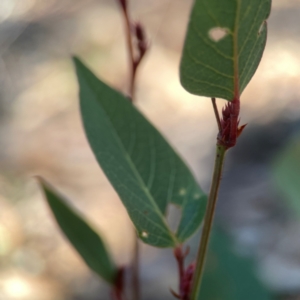 Hardenbergia violacea at Casey, ACT - 13 Apr 2024 03:00 PM