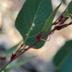 Hardenbergia violacea at Casey, ACT - 13 Apr 2024 03:00 PM