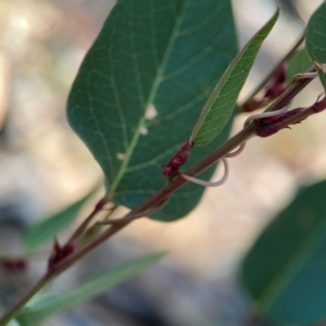 Hardenbergia violacea at Casey, ACT - 13 Apr 2024 03:00 PM