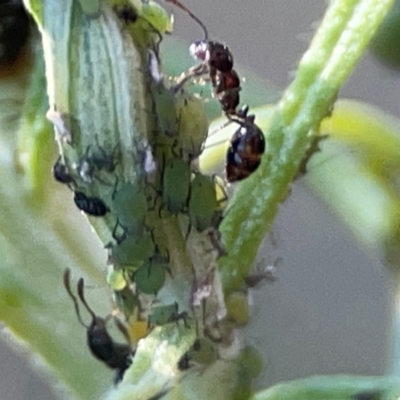 Aphididae (family) (Unidentified aphid) at Casey, ACT - 13 Apr 2024 by Hejor1