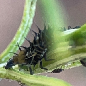 Aphididae (family) at Casey, ACT - 13 Apr 2024