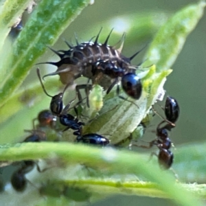 Monomorium sp. (genus) at Casey, ACT - 13 Apr 2024