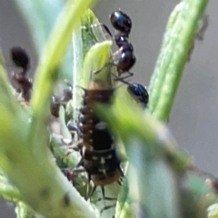 Monomorium sp. (genus) at Casey, ACT - 13 Apr 2024