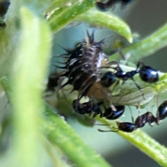 Monomorium sp. (genus) at Casey, ACT - 13 Apr 2024