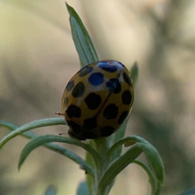 Harmonia conformis (Common Spotted Ladybird) at Casey, ACT - 13 Apr 2024 by Hejor1