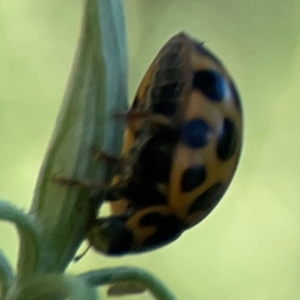 Harmonia conformis at Casey, ACT - 13 Apr 2024